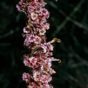 Amaranthus fimbriatus, Joshua Tree National Park