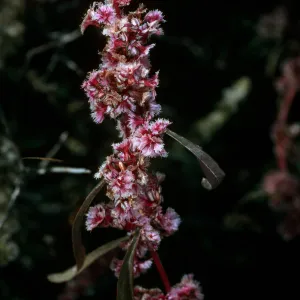 Amaranthus fimbriatus, Joshua Tree National Park