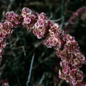 Amaranthus fimbriatus, Joshua Tree National Park