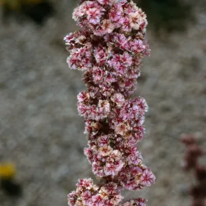 Amaranthus fimbriatus, Joshua Tree National Park