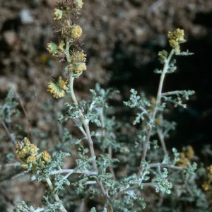 Ambrosia dumosa, Joshua Tree National Park