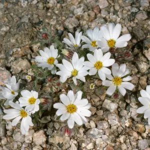 Monoptilon bellioides, Cottonwood springs, Joshua Tree National Park