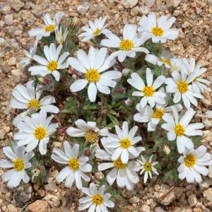 Monoptilon bellioides, North of pass, Joshua Tree National Park
