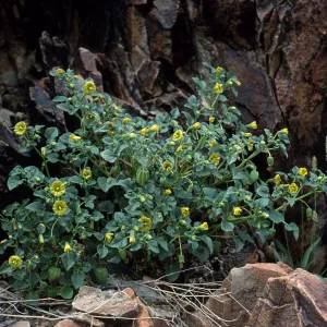 Physalis hederaefolia, Joshua Tree National Park