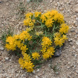 Pectis papposa, Lucerne Valley, Mojave Desert