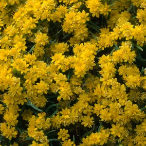 Pectis papposa, Lucerne Valley, Mojave Desert