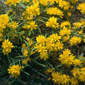 Pectis papposa, Lucerne Valley, Mojave Desert
