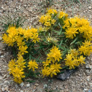 Pectis papposa, Lucerne Valley, Mojave Desert