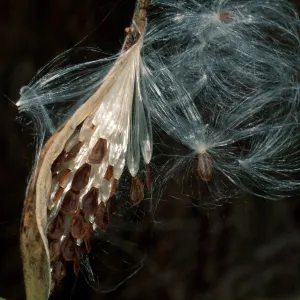 Asclepias fascicuaris, Cherry Cove, Catalina Island