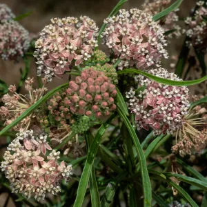 Asclepias fascicuaris, Cherry Cove, Catalina Island
