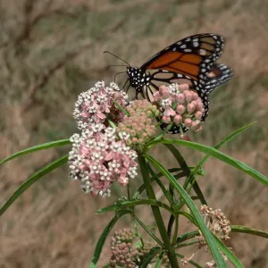 Asclepias fascicularis & Monarch Butterfly, Cherry Cove, Catalina Island