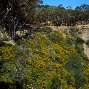Eucalyptus & Genista (Cystis) linifolia, Hamilton Canyon, Santa Catalina Island