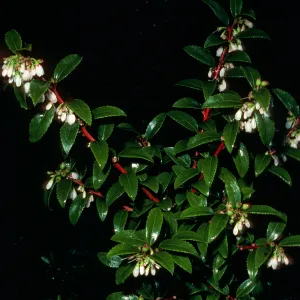Vaccinium ovatum, Tranquillon Mountain, Santa Barbara County