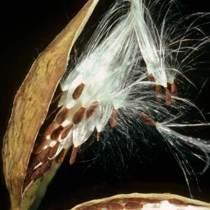 Asclepias fascicularis, Tunnel Road, Santa Barbara County