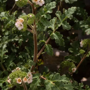 Phacelia lyonii, Santa Catalina Island, Empire Landing