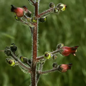 Scrophularia villosa, San Clemente Island