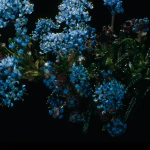 Ceanothus papillosus, Lions Den, San Luis Obispo County