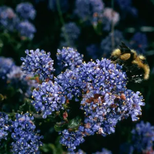 Ceanothus foliosus medius, Bumblebee, Cuesta, San Luis Obispo County
