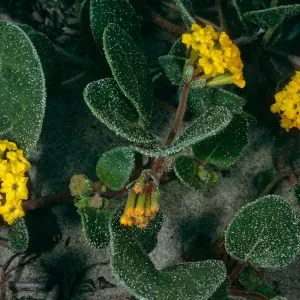 Abronia latifolia, Surf, California