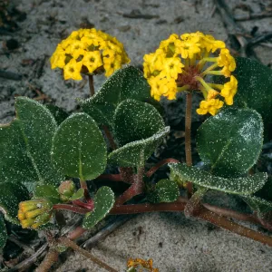 Abronia latifolia, Surf, California