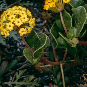 Abronia latifolia, Surf, California