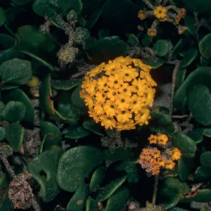Abronia latifolia, Pfeiffer Beach, Big Sur, Monterey County