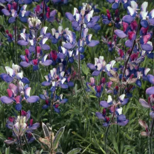 Lupinus, Hollister Ranch, Santa Barbara County