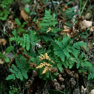 Pentagramma triangularis, Tunnel Road, Santa Barbara County