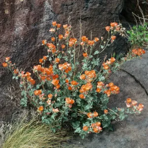 Sphaeralcea ambigua, Little Lake, California