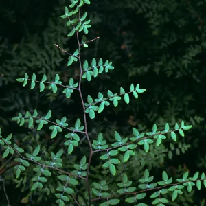 Pellaea mucronata, East Jesusita Trail, Santa Barbara County