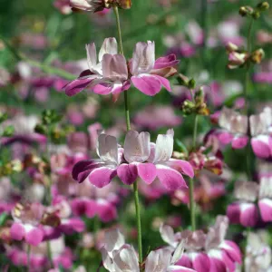 Collinsia heterophylla, Charmlee County Park, Santa Monica Mountains