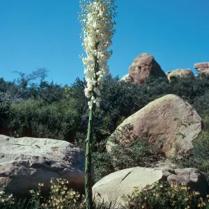Yucca whiipplei, West Camino Cielo, Santa Barbara County