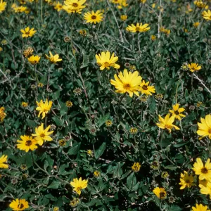 Encelia californica, Point Sal, Santa Barbara County