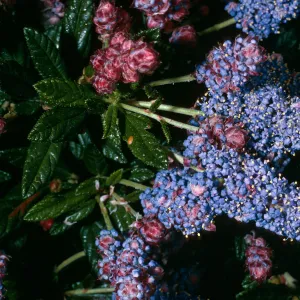 Ceanothus ‘Wheeler Canyon’, Santa Barbara Botanic Garden