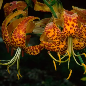 Lilium washingtonianum, Santa Barbara Botanic Garden