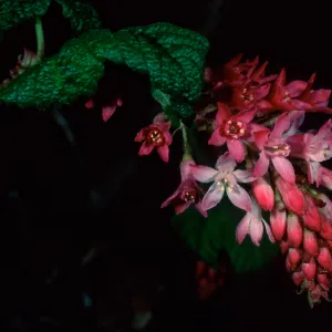 Ribes ‘Joyce Rose‘ Acc. #95-52-1, Santa Barbara Botanic Garden