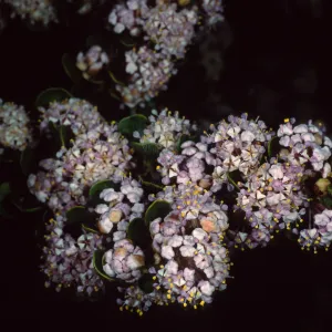 Ceanothus cuneatus fascicularis, Los Osos, San Luis Obispo County