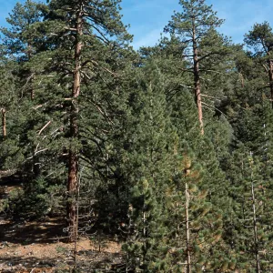Pinus jeffreyi, Mesa Spring Trail, Los Padres National Forest