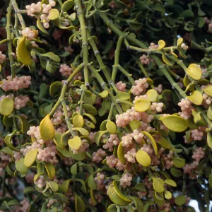 Phoradendron villosum, on Quercus John-Tuckeri, Mesa Spring Camp, Los Padres National Forest