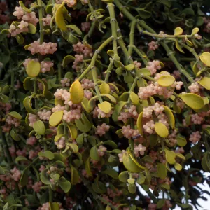 Phoradendron villosum, on Quercus John-Tuckeri, Mesa Spring Camp, Los Padres National Forest