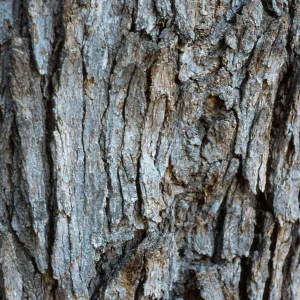 Quercus chrysolepis bark, Mesa Spring Trail, Los Padres National Park