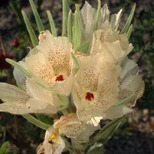 Mohavea confertiflora, Cottonwood, Joshua Tree National Park