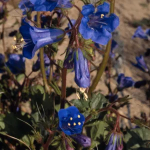 Phacelia campanularia, Cottonwood, Joshua Tree National Park