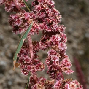 Amaranthus fimbriatus, Joshua Tree National Park