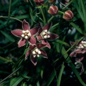 Sarcostemma cyanchoides, Borrego Palm Canyon, Anza-Borrego Desert