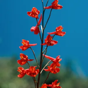 Delphinium cardinale, ruins, East Camino Cielo, Santa Barbara County