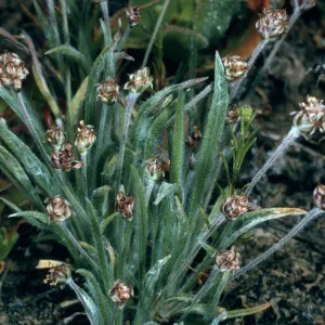 Plantago ovata, SN-1055, canyon east of marker “spur”, San Nicolas Island