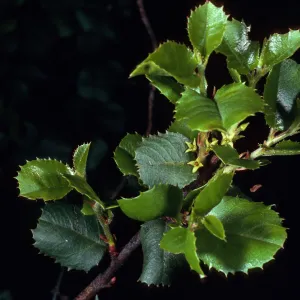 Rhamnus ilicifolia, Snyder Trail, Santa Barbara County