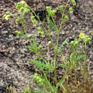 Emmenanthe penduliflora, Borrego Palm Canyon, Anza=Borrego Desert