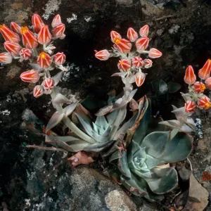 Dudleya cymosa ssp. minor, Rose Valley Falls, Los Padres National Forest